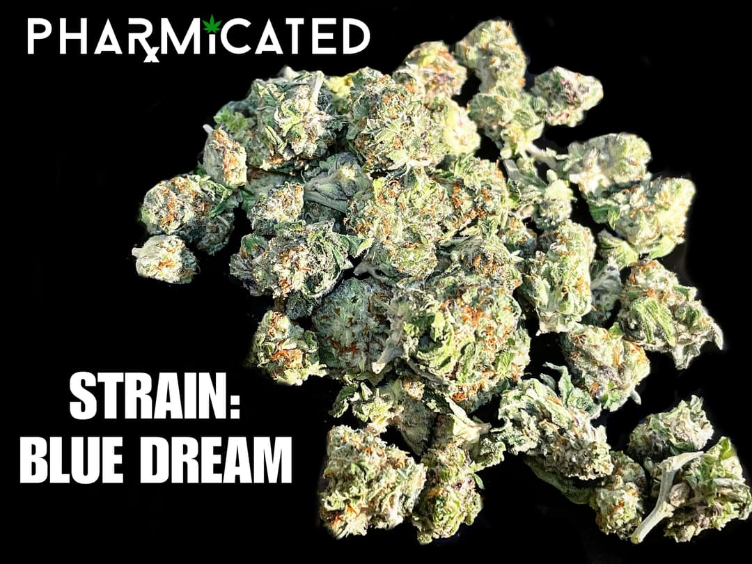 PhD Flower - Blue Dream (S)