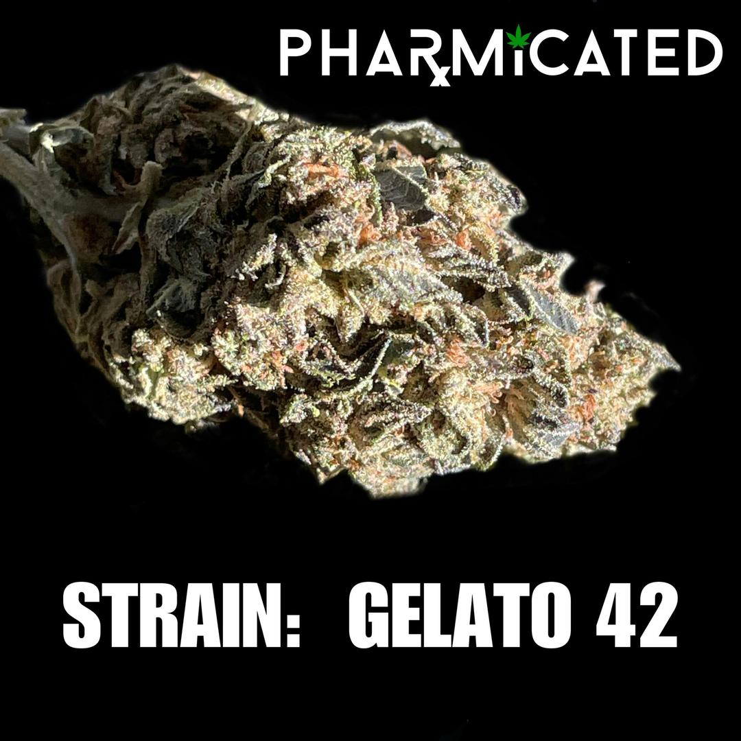 PhD Flower - Gelato 42 (H)