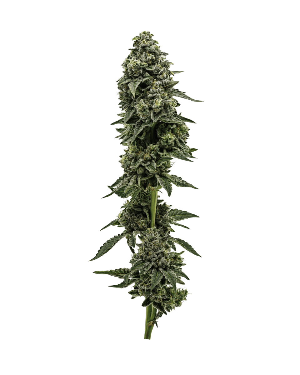 Florida Kush