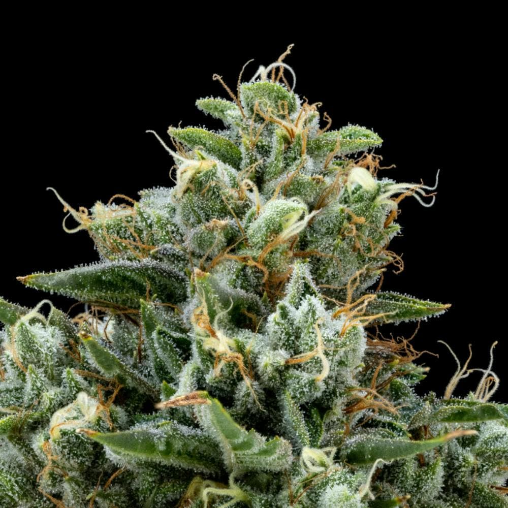 Platinum OG | Indica Flower [3.5g]