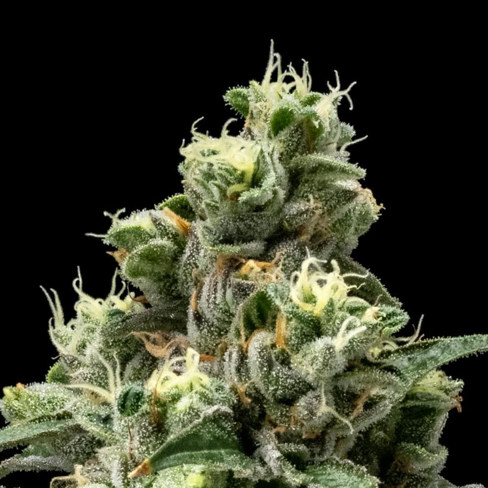 Chem 91 x Girl Scout Cookie | Hybrid Flower [3.5g]
