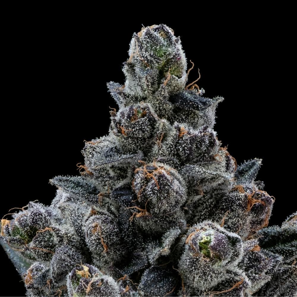 Gastro Pop | Hybrid Flower [3.5g]