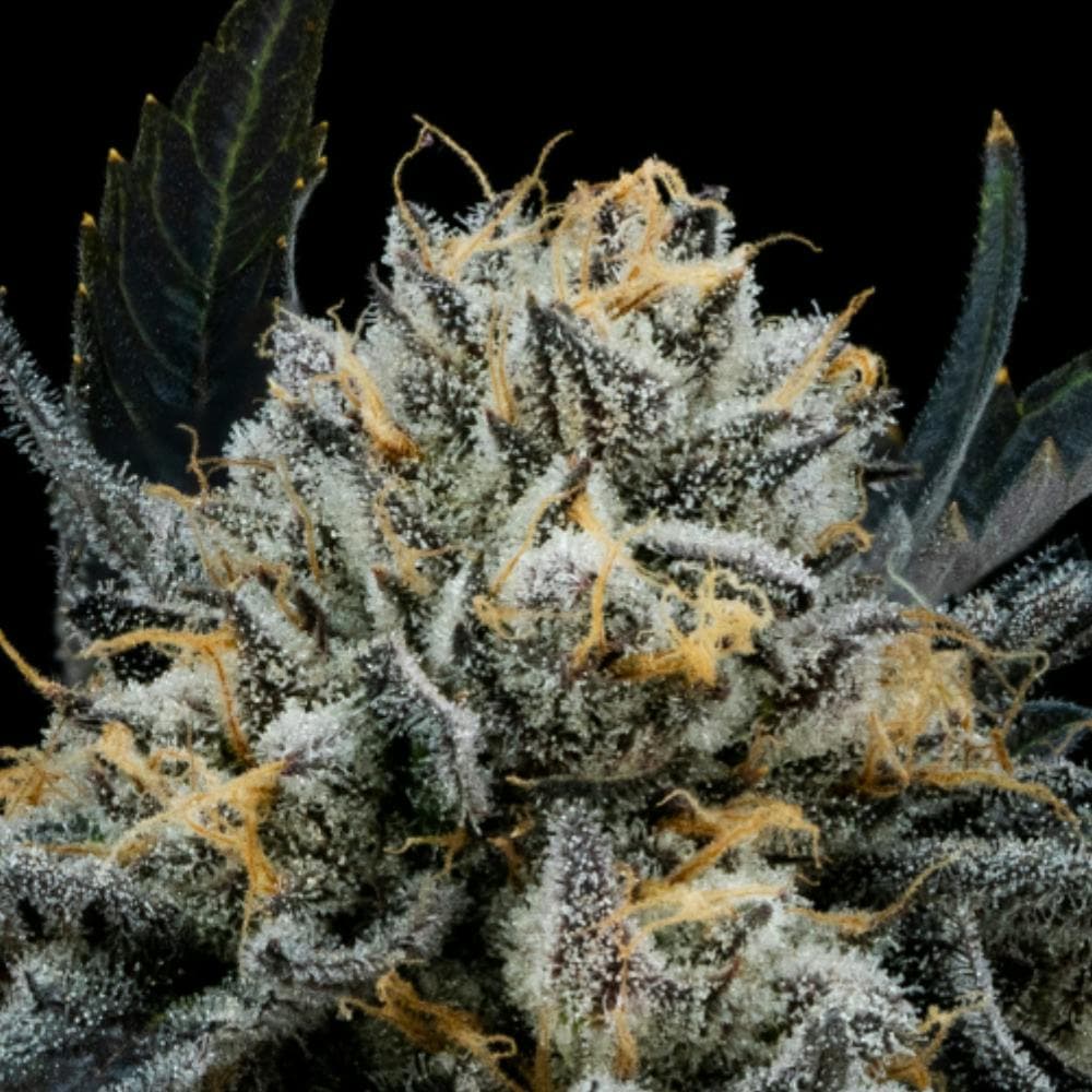 Blue Mints | Hybrid Flower [3.5g]