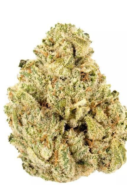 GG #4 (TOP-SHELF)