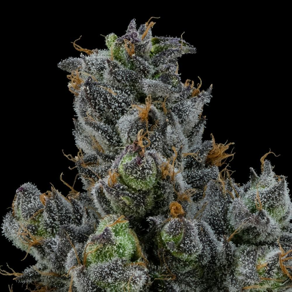 Apple Runtz | Hybrid Flower [3.5g]