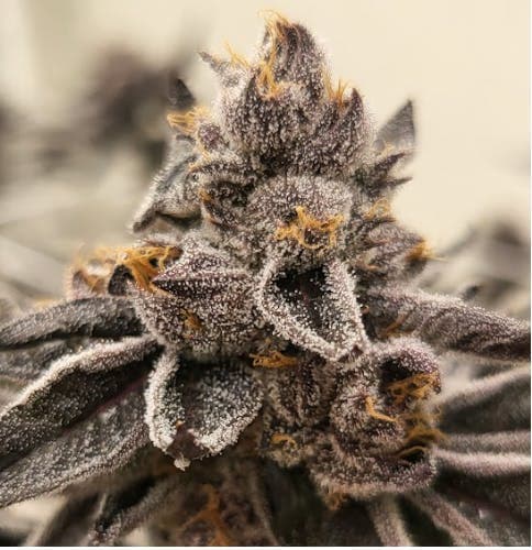 Smoke Weed LA - White Runtz 1g