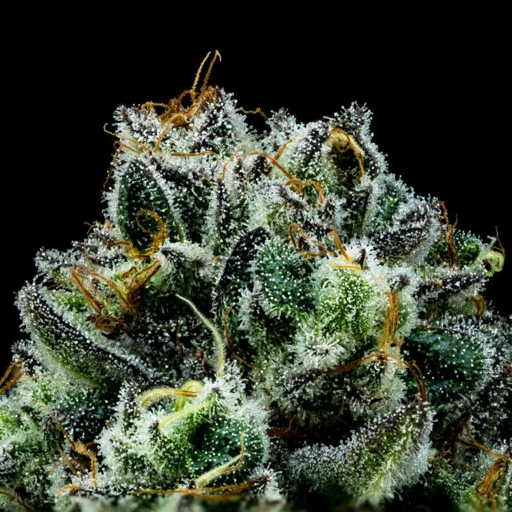 Purple Alien Cookies | Hybrid flower [3.5g]