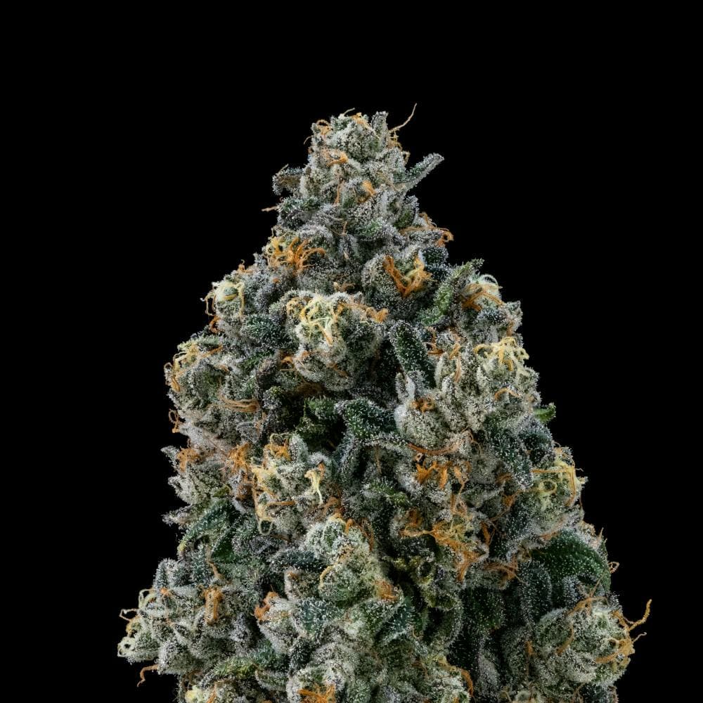 Sour Apple Tahoe OG | Hybrid Flower [3.5g]