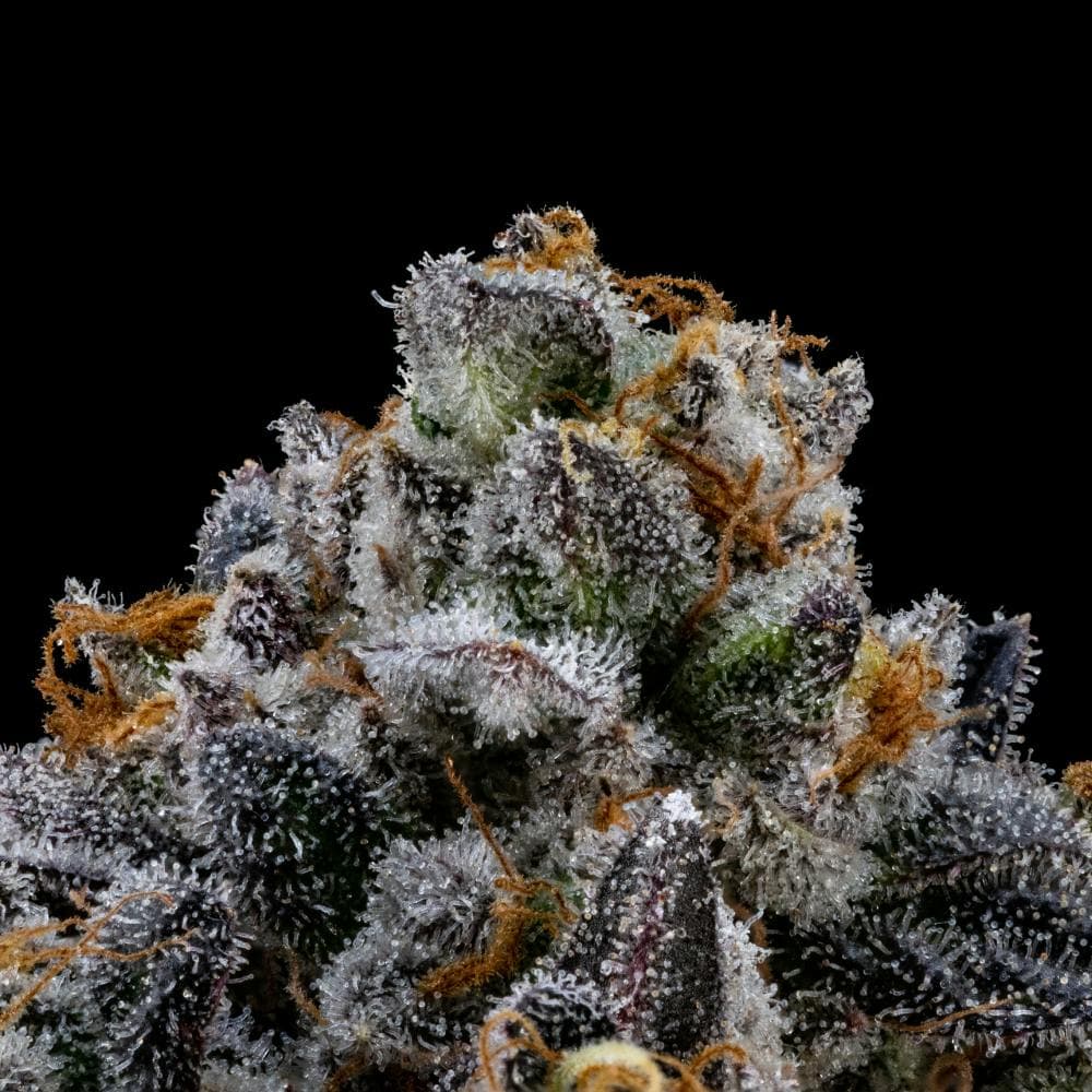 Legacy Biscotti | Hybrid Flower [3.5g]