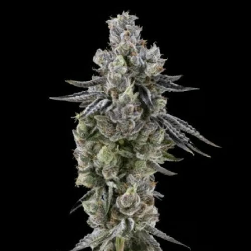 Gellati Runtz | Hybrid Flower [3.5g]