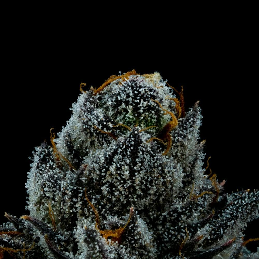 White Lightning | Hybrid Flower [3.5g]