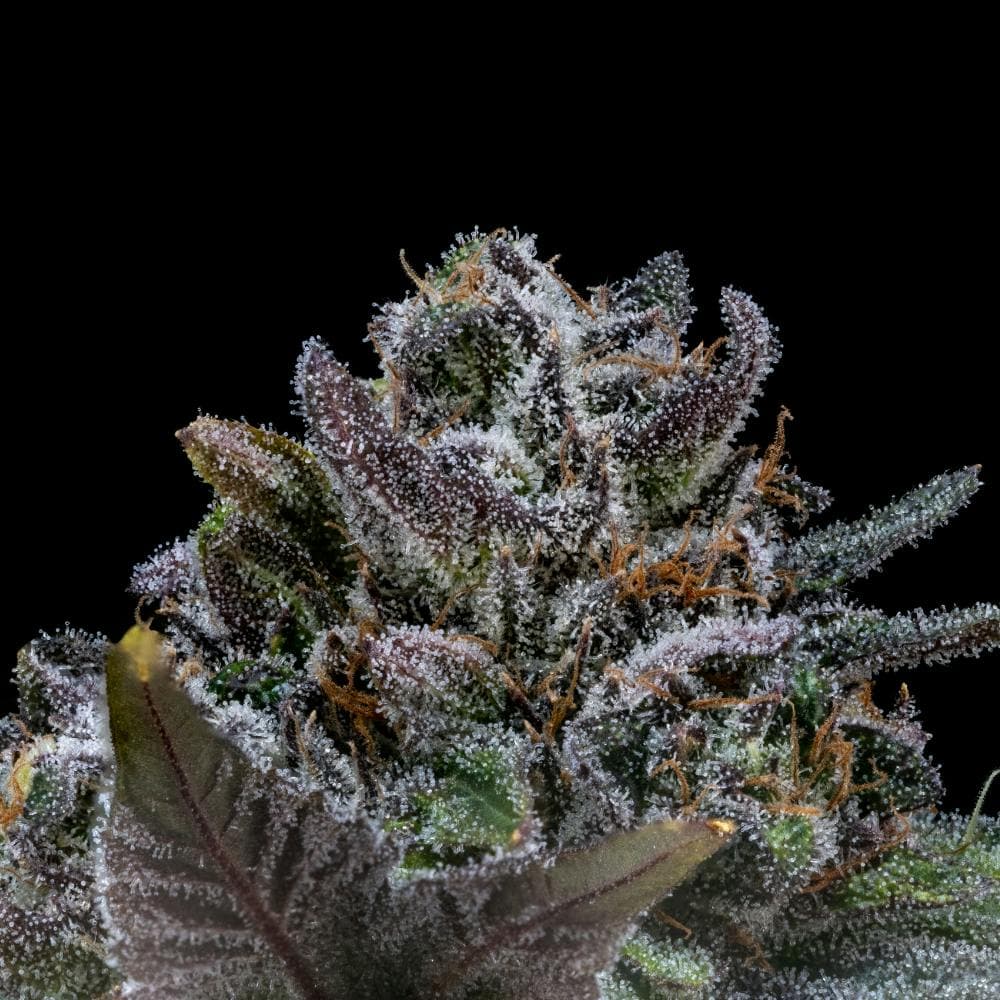 White Runtz | Hybrid Flower [3.5g]