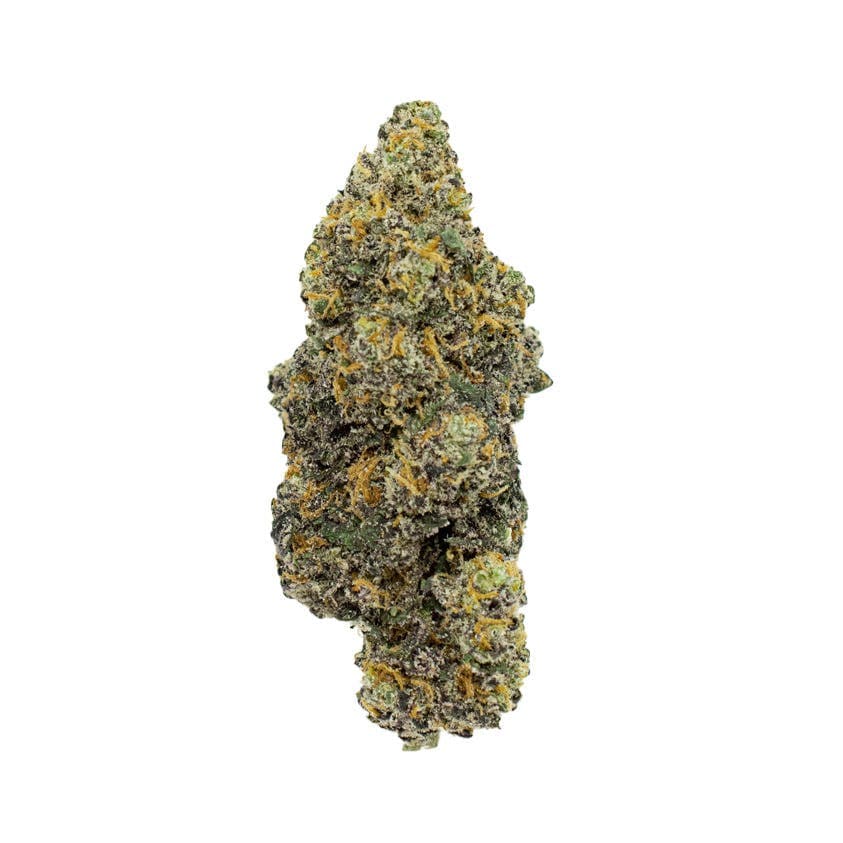 Platinum Bird