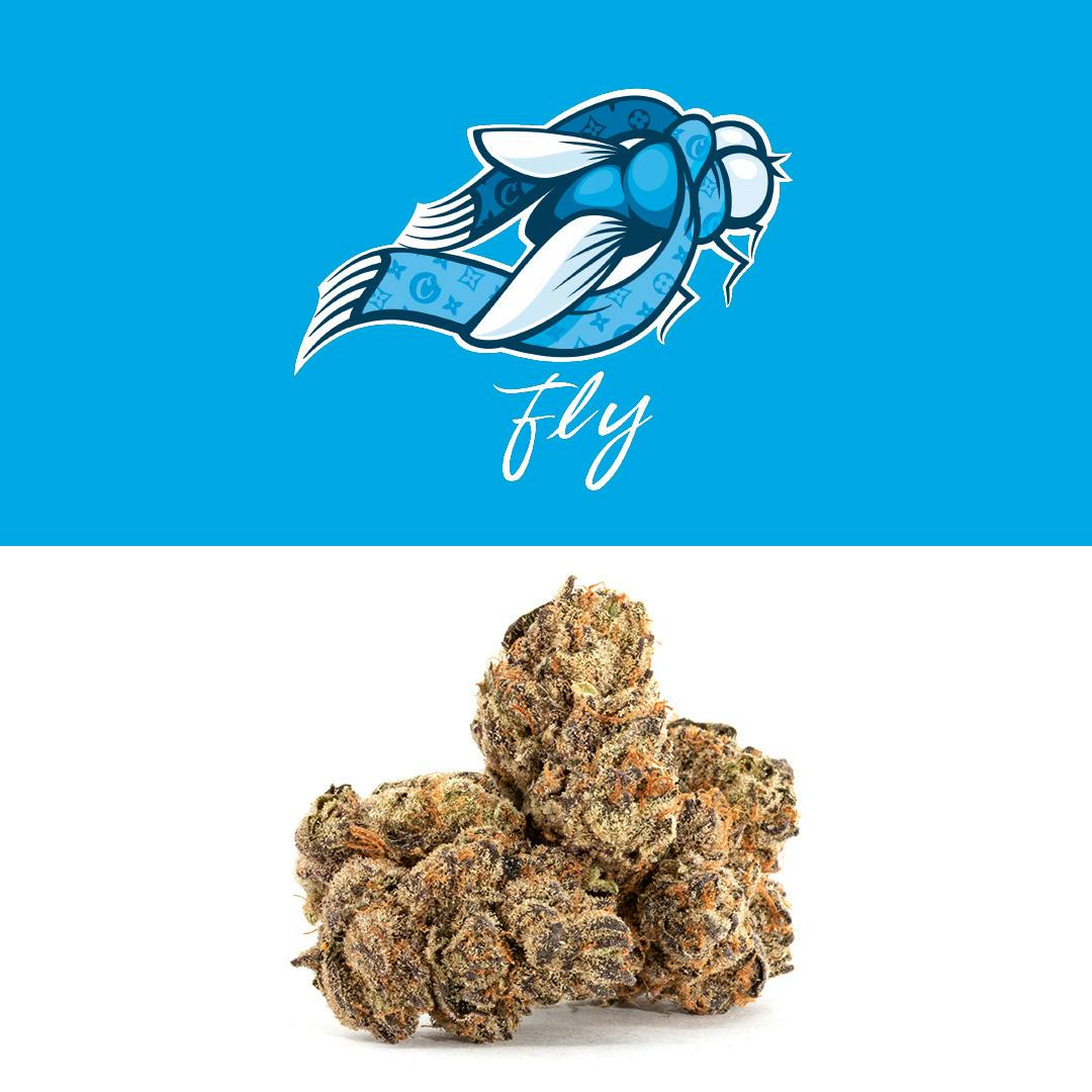 Fly