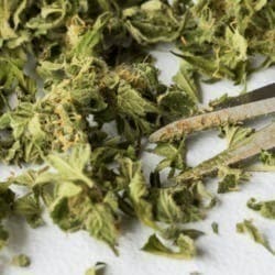 Platinum Kush Mints Trim