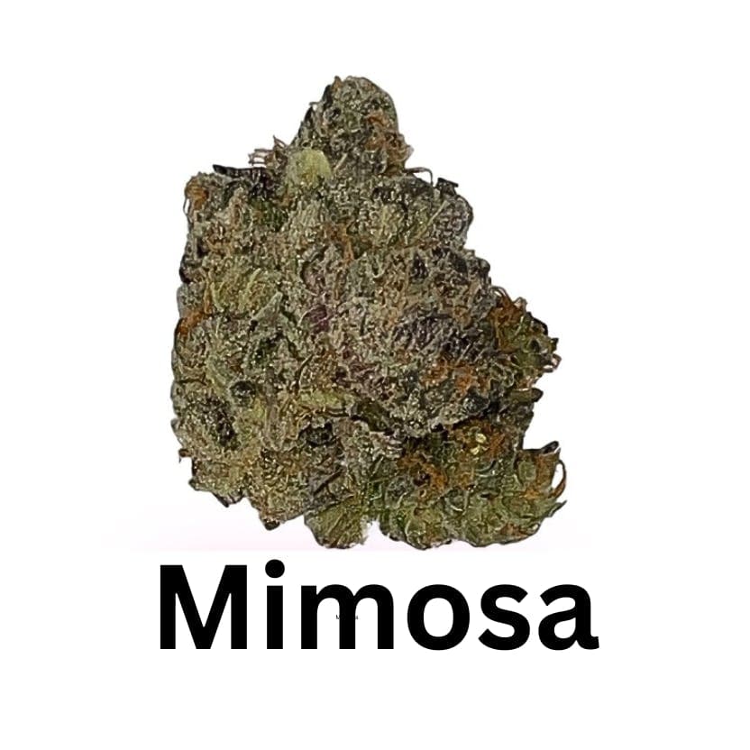 Mimosa flower