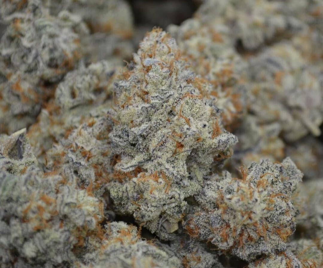 Organic GMO / TK Skunk