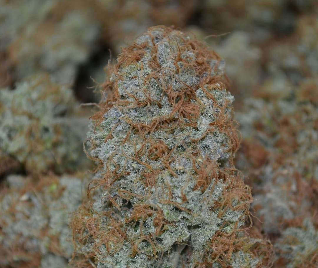 Organic Strawberry Fields