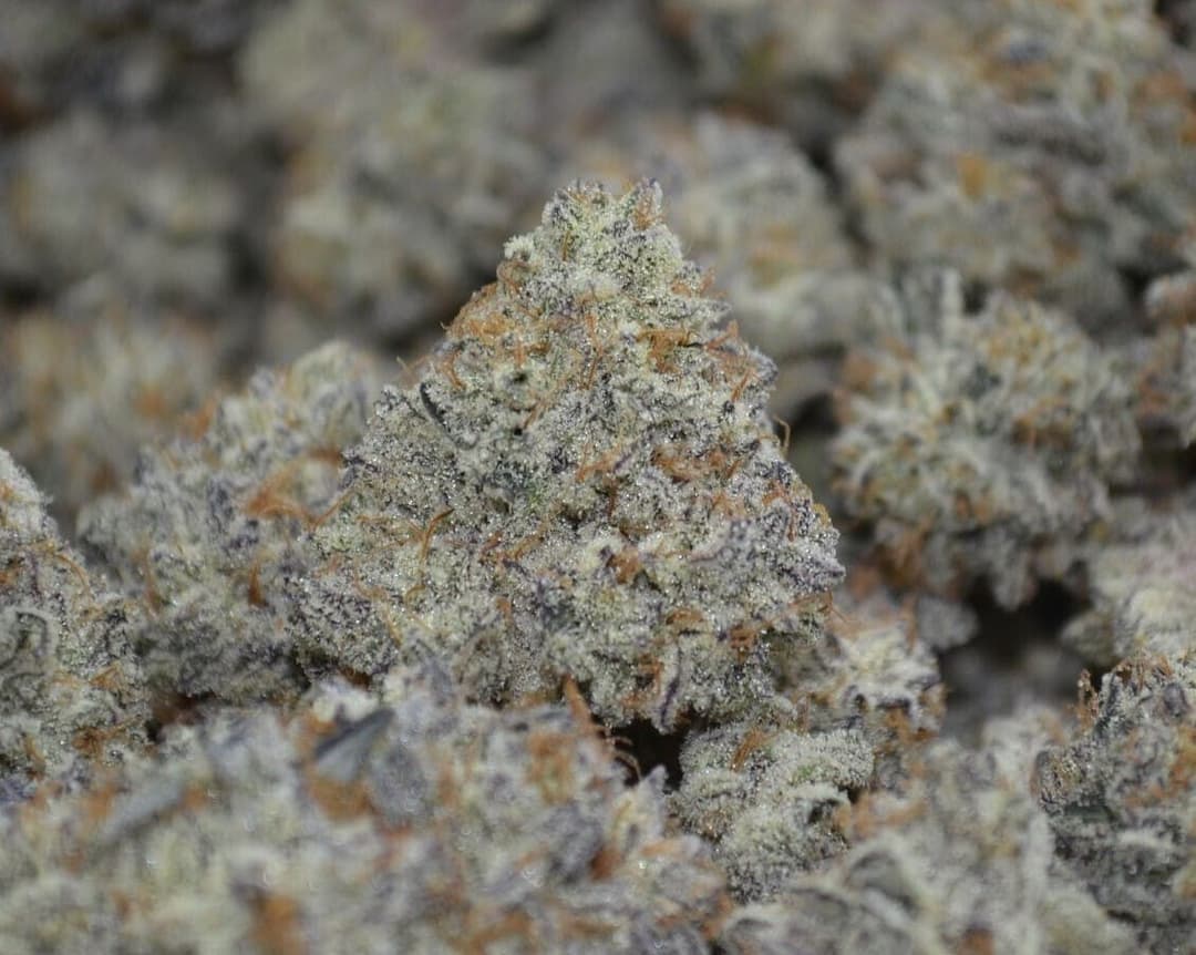 Organic GMO x Oreoz