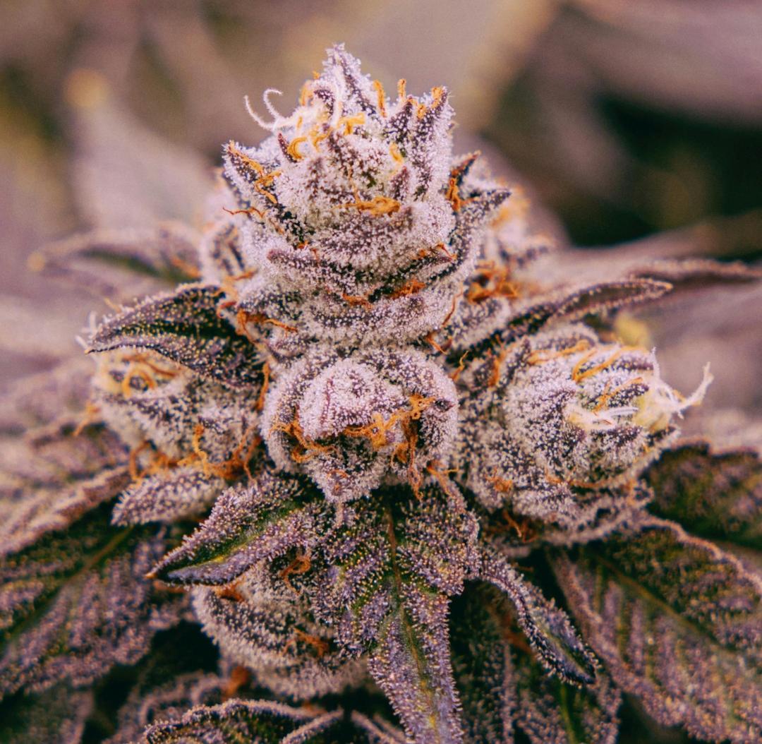 Gelato 41