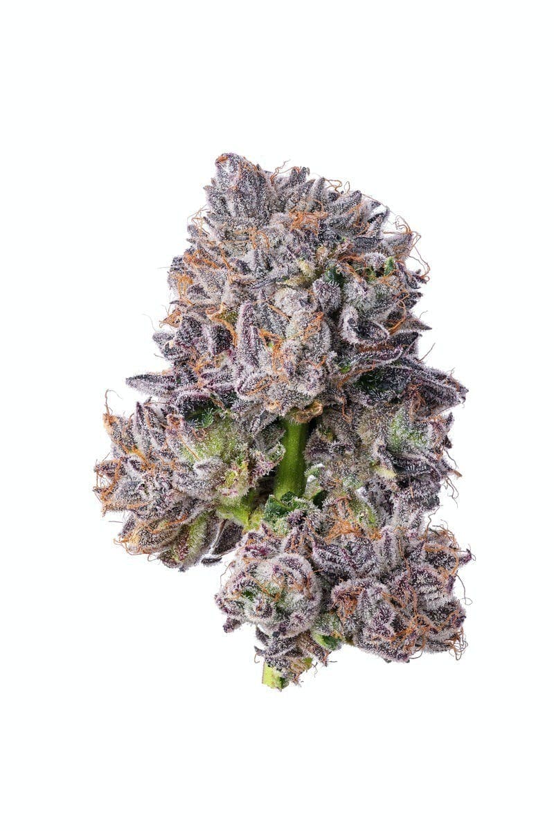 Blue Chip - Purple Lotus Kush