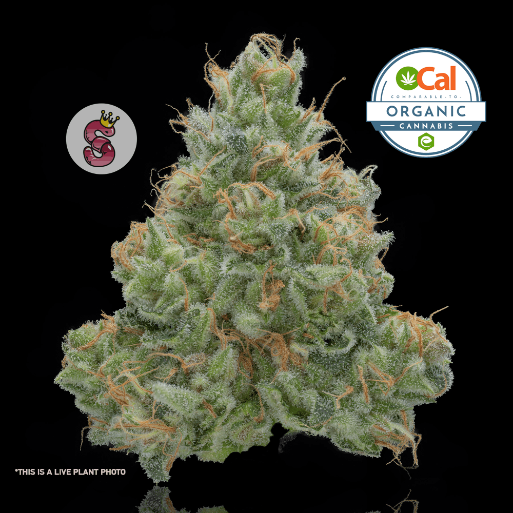 White Widow #11