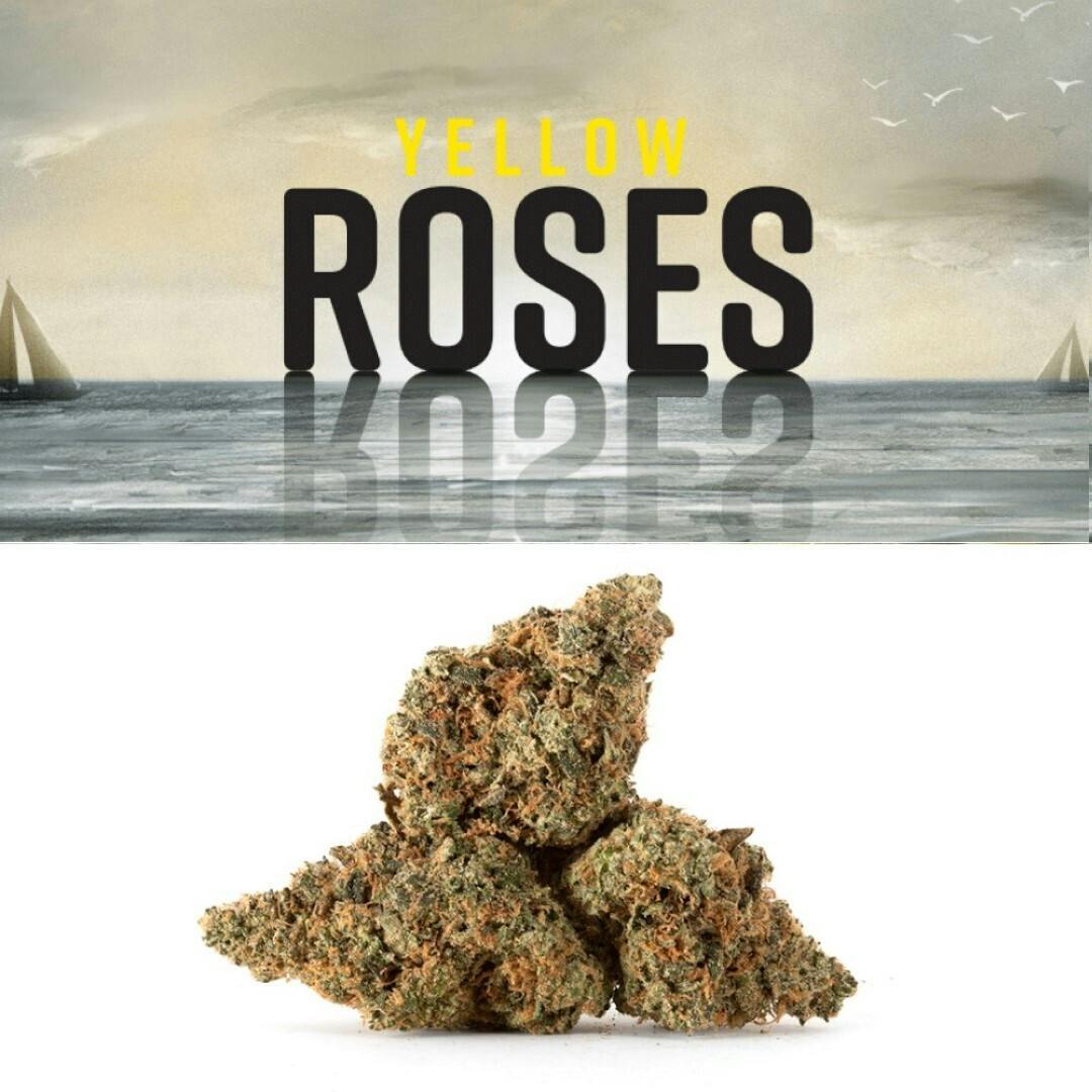 Yellow Roses