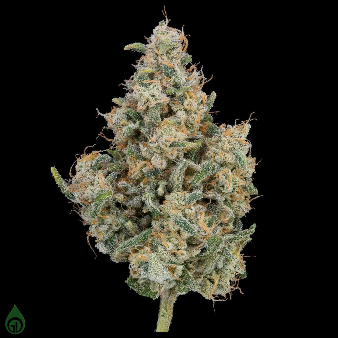 GDL Black Label Flower (7g) | Amsterdam '97