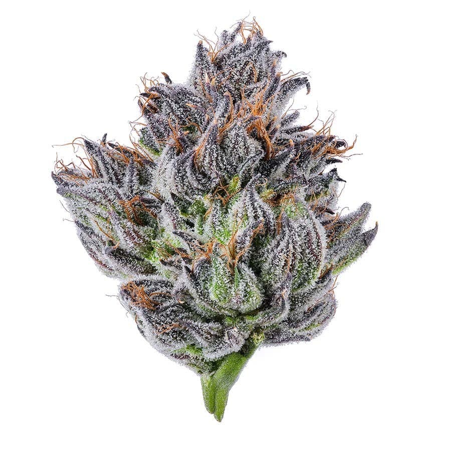 Blue Chip - Caribbean Cookies