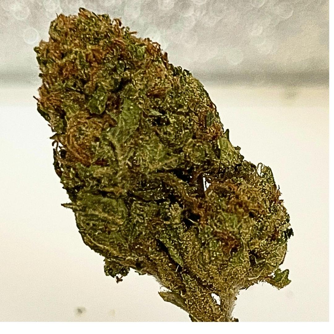 Sour Jack