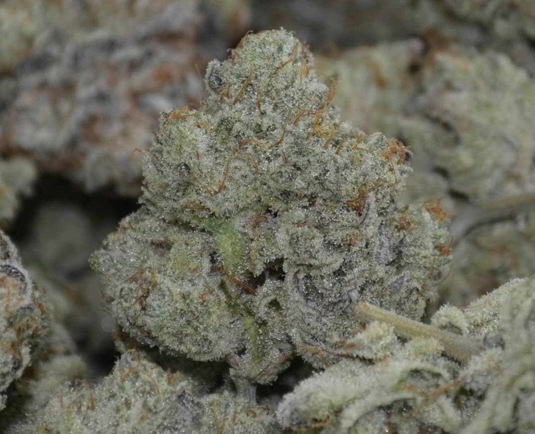 Organic Carmelita