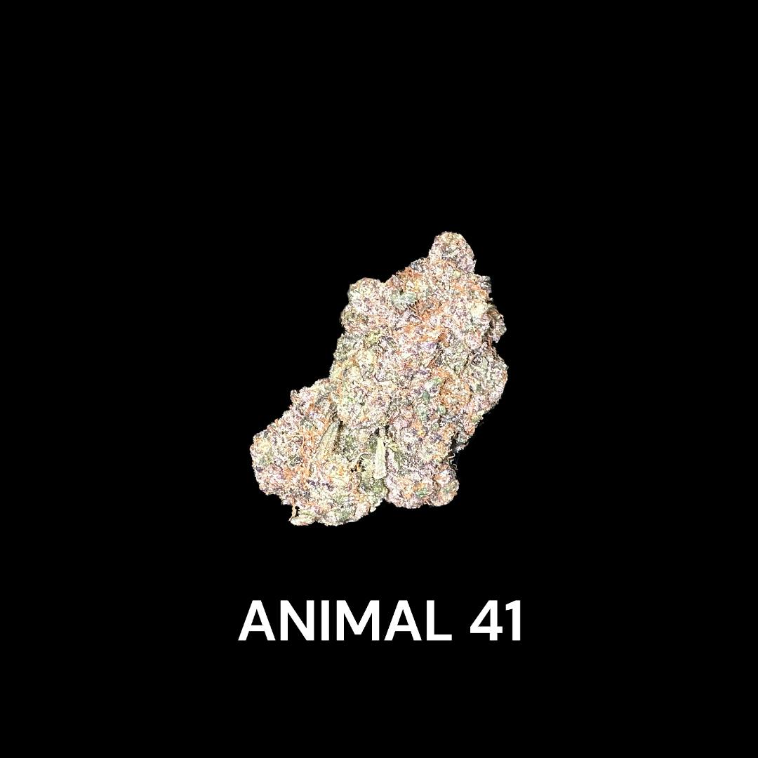 Animal 41