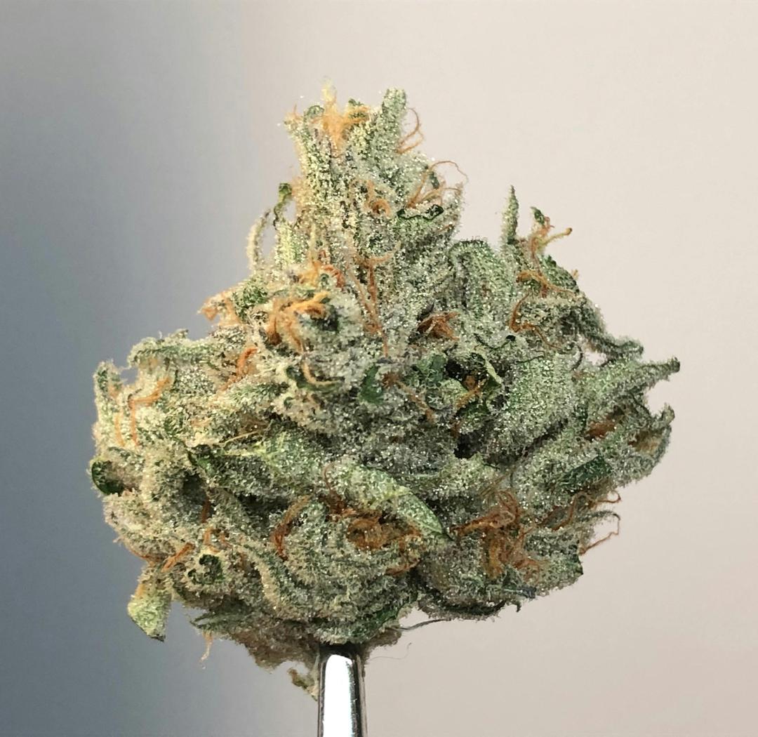 Quantum Kush .5g - 5 Pack