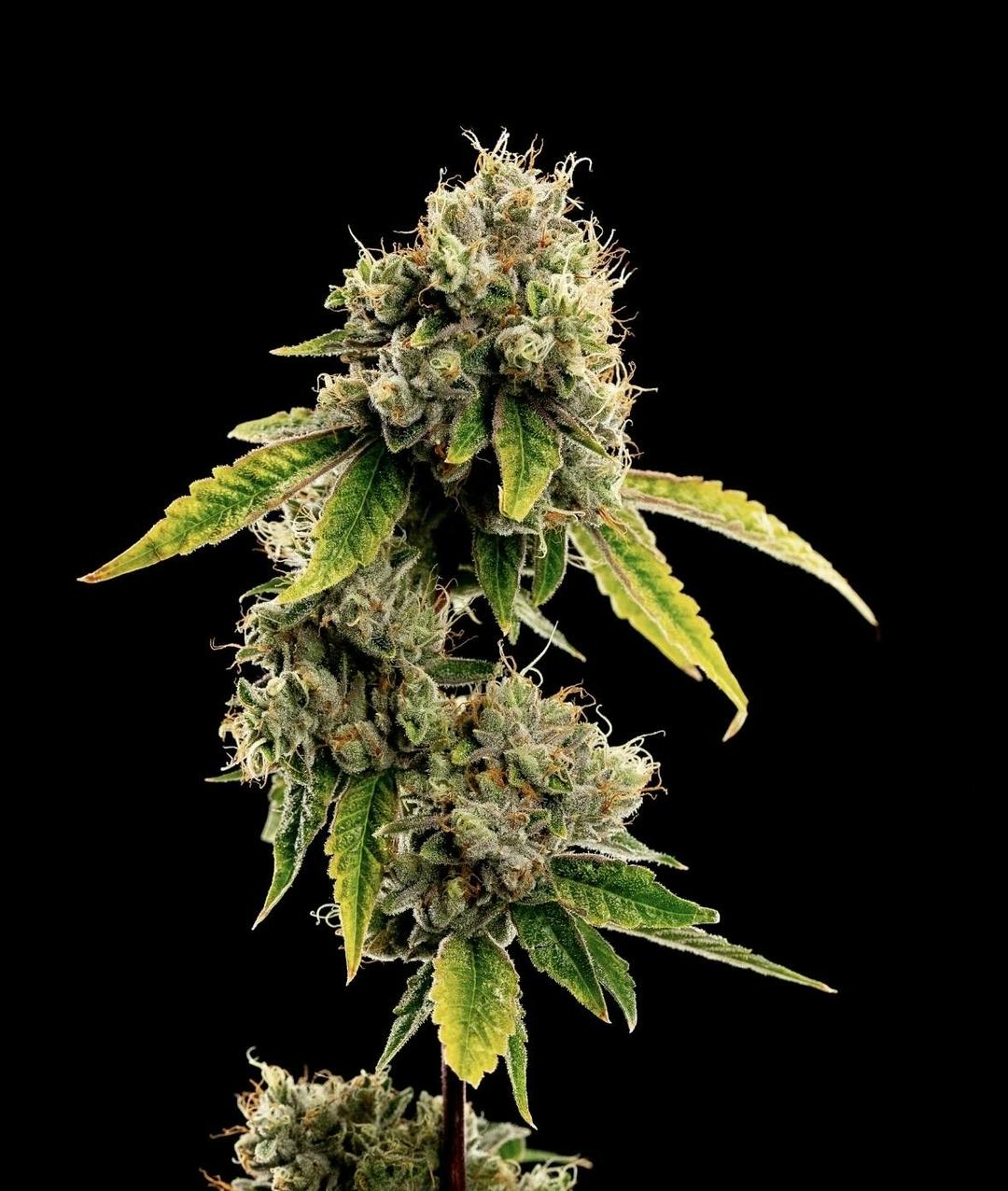 Pearl OG