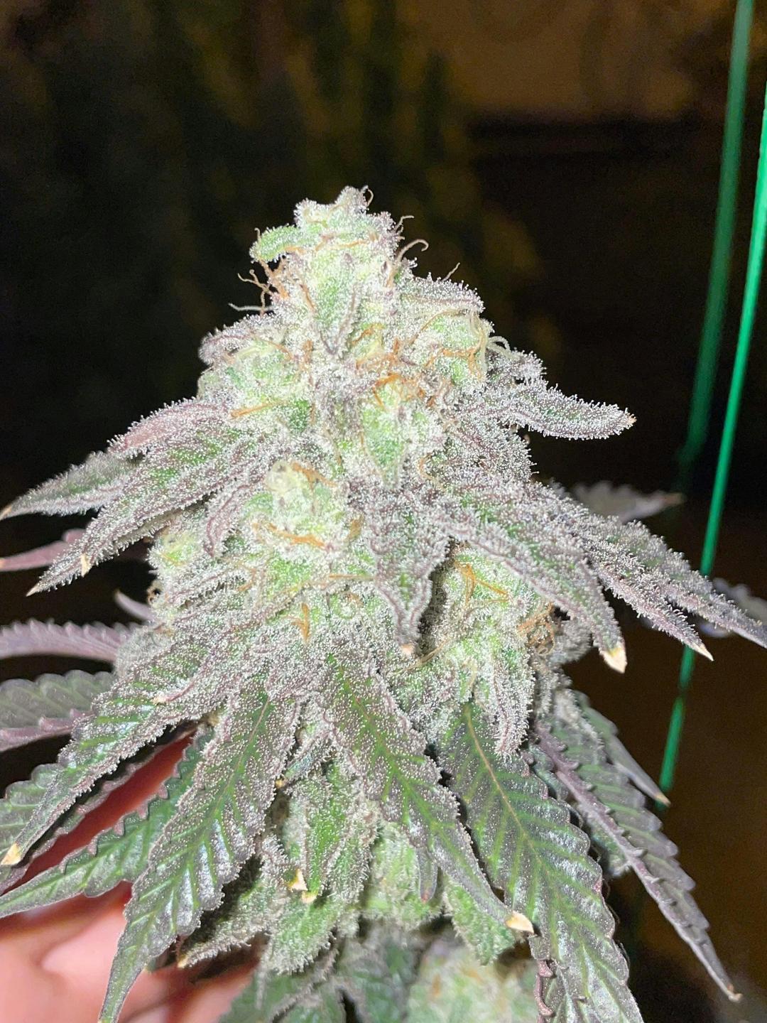 MAC 1