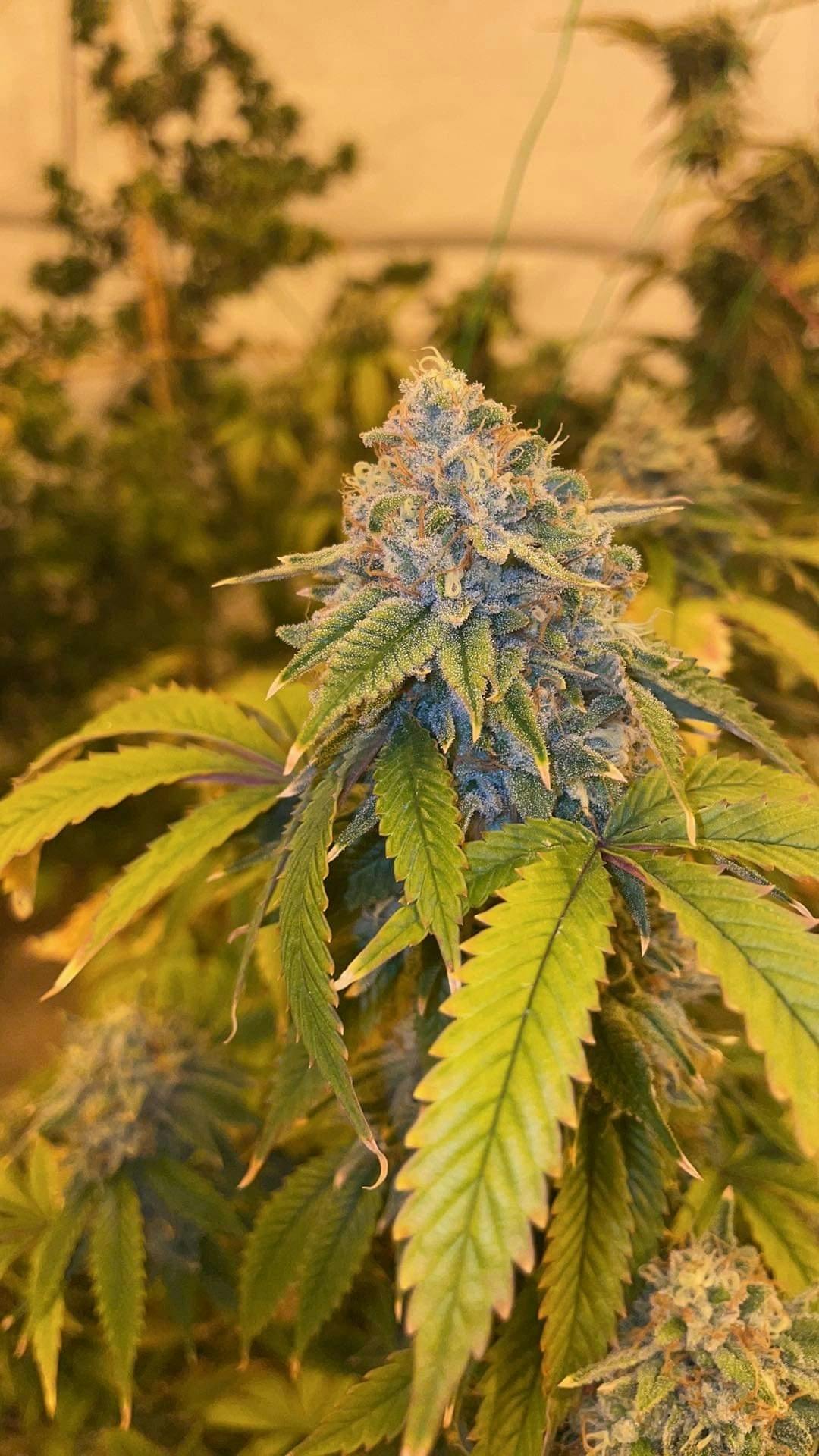Truffaloha #2