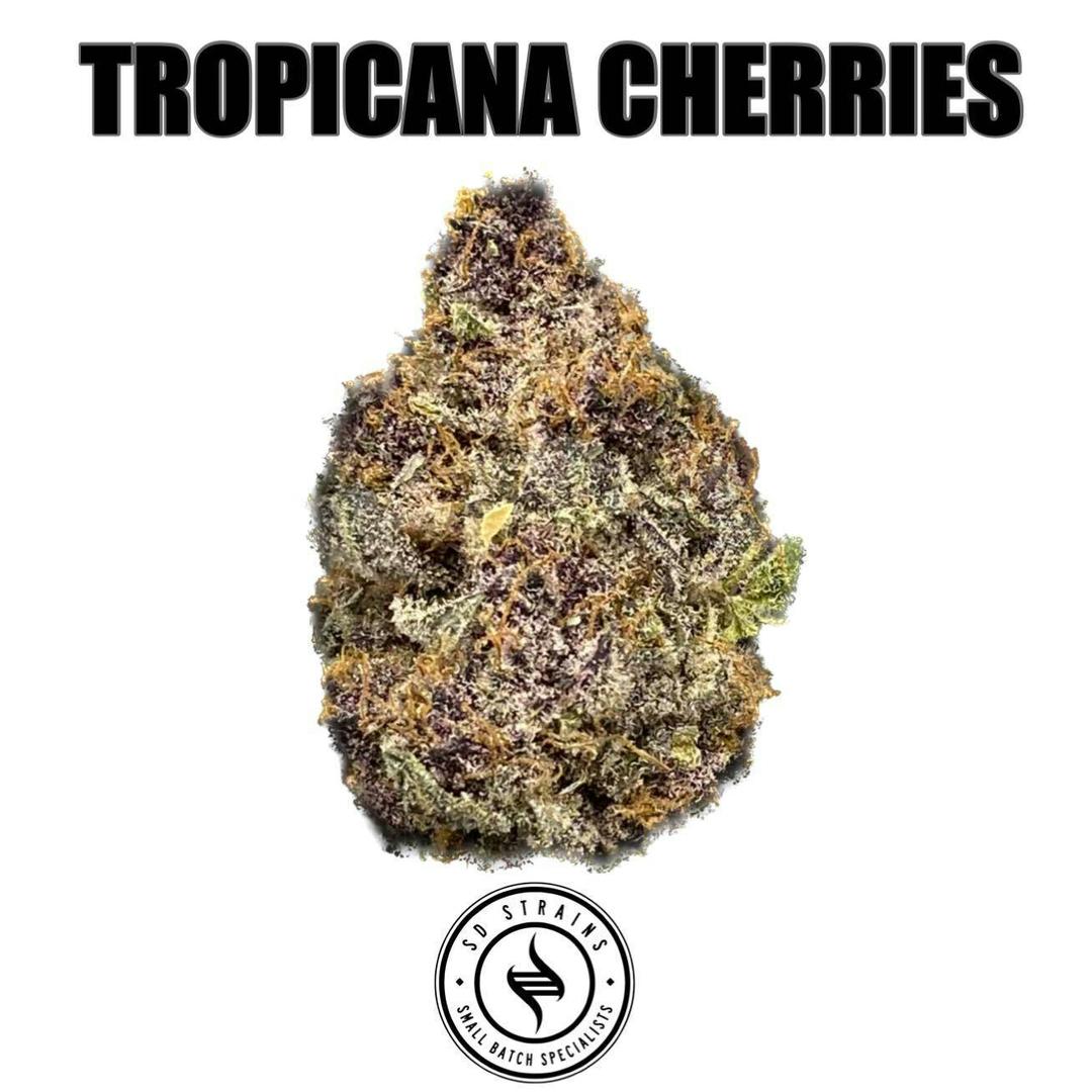 SD Strains Tropicana Cherries 3.5g