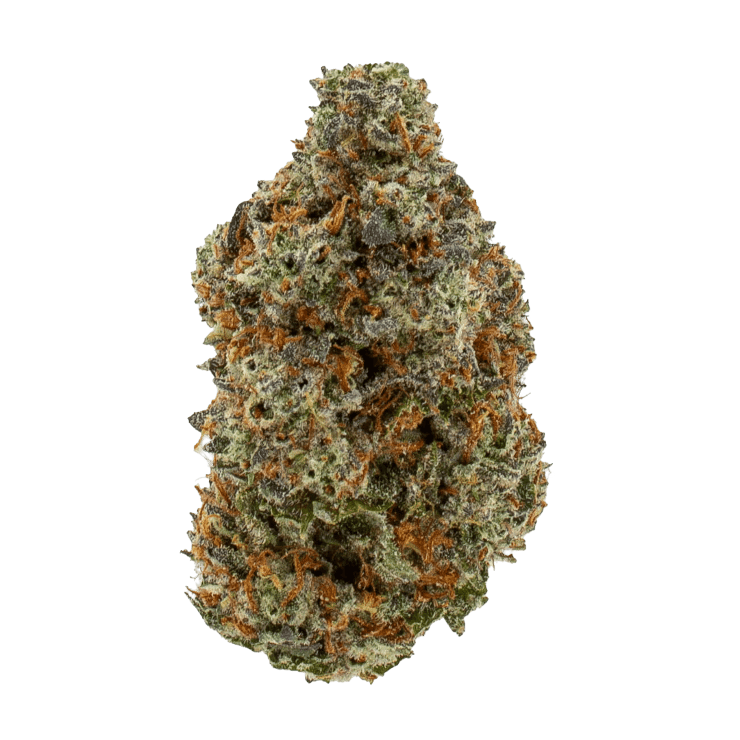 Wicked Master Stardawg