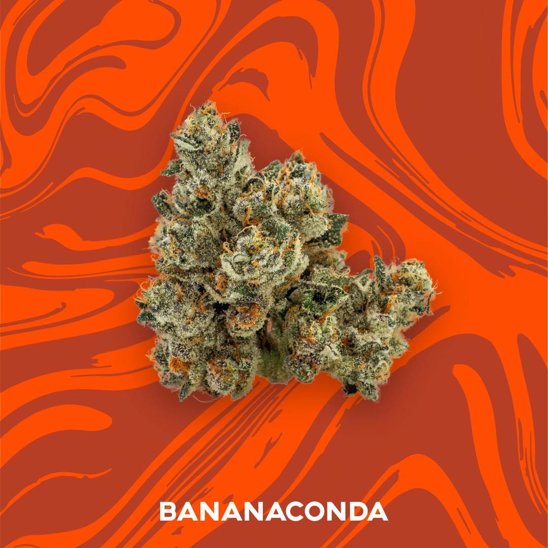 Vivid - Banancaonda