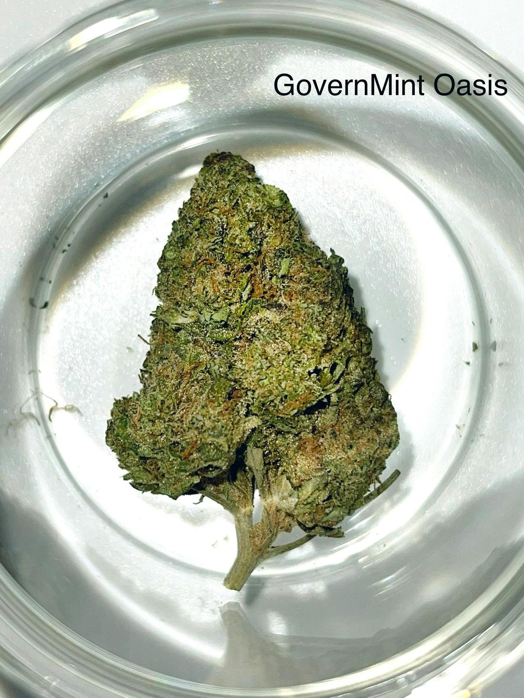 GoverMint Oasis 1/4 OZ/7Grams(32%THC, HYBRID)