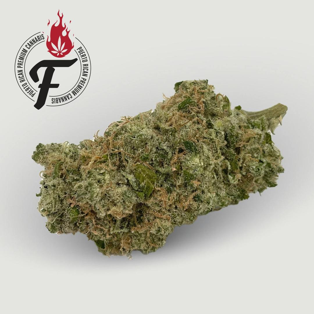 Praying Mantis - Fuego