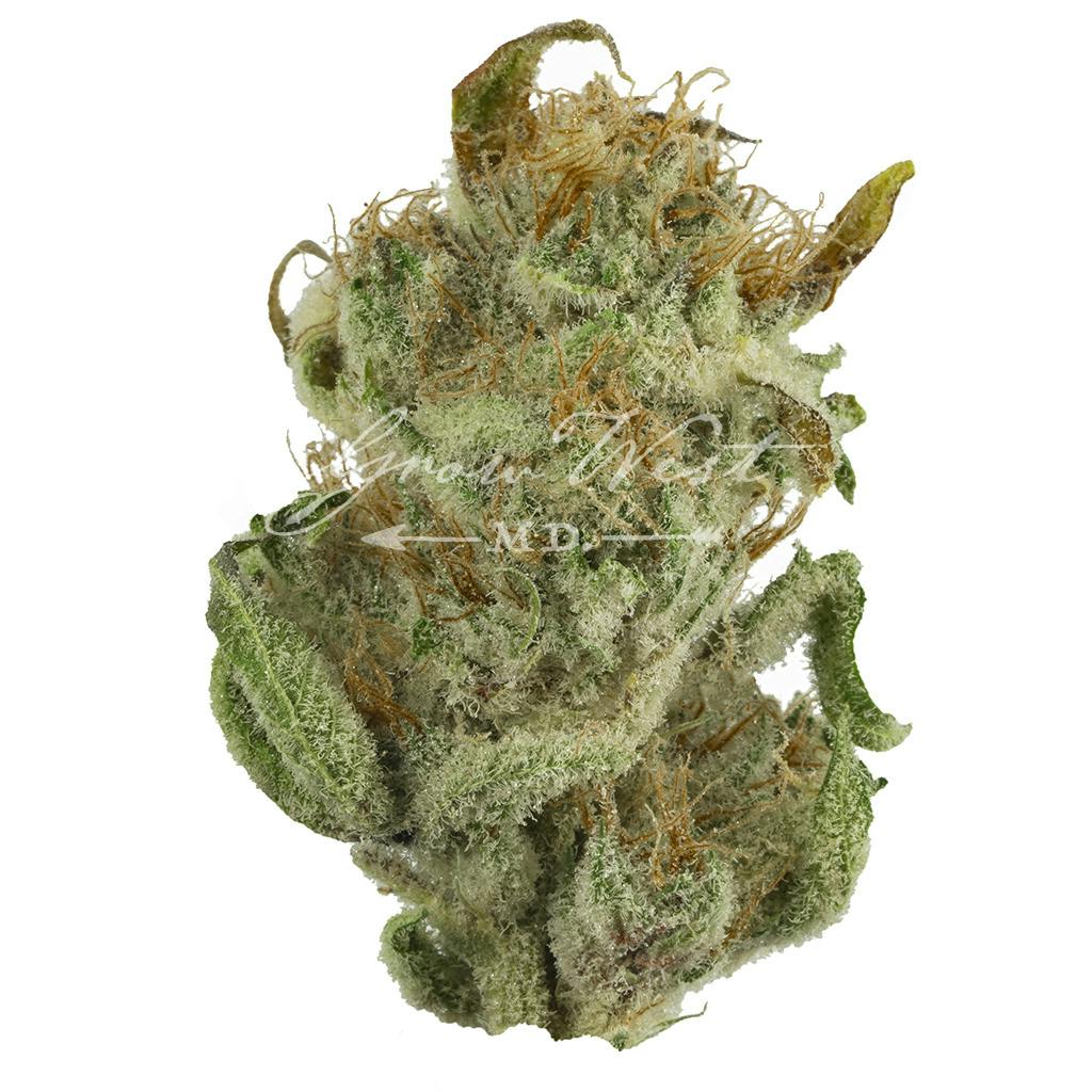Shrieker | Silver | Untrimmed | 3.5g