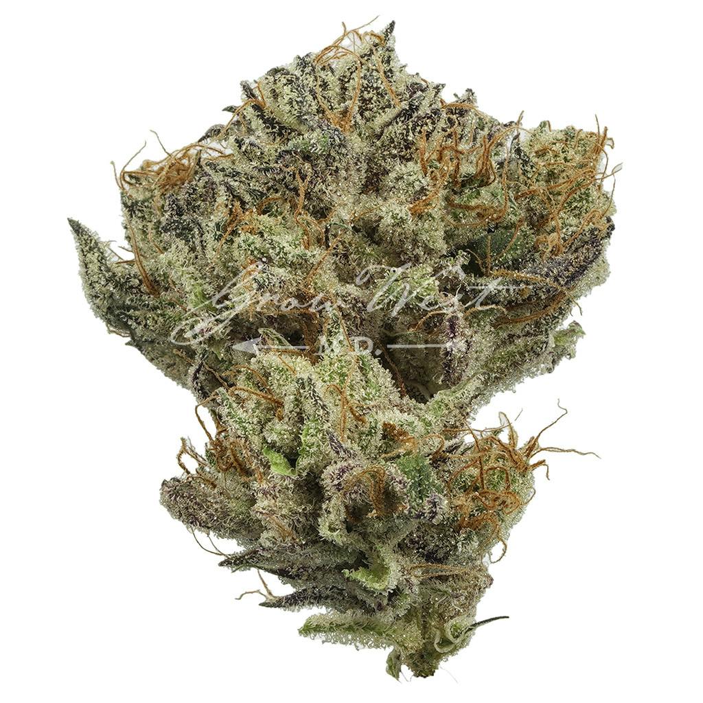 Sweet Cinnamon Octane | Gold | Trimmed | 3.5g
