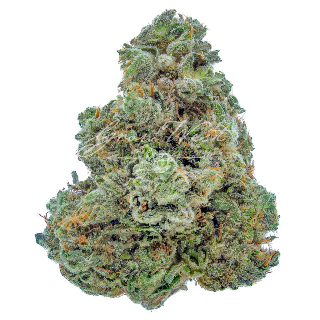 Triangle Kush | Gold | Trimmed | 3.5g