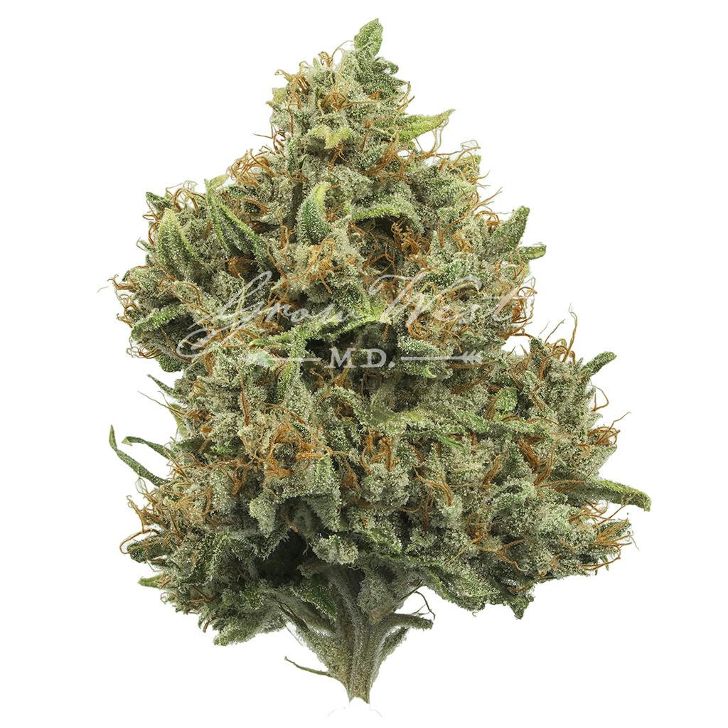 Cough OG | Gold | Trimmed | 3.5g