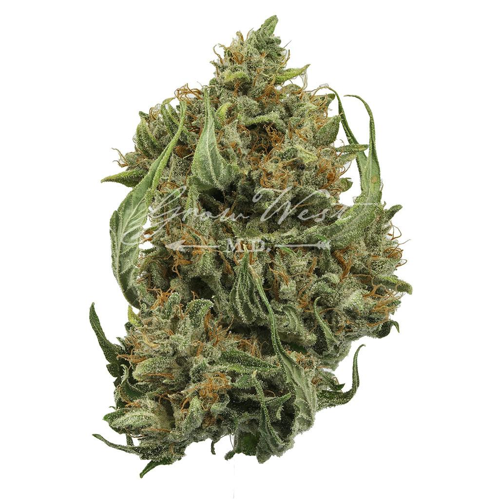Cough OG | Silver | Untrimmed | 3.5g