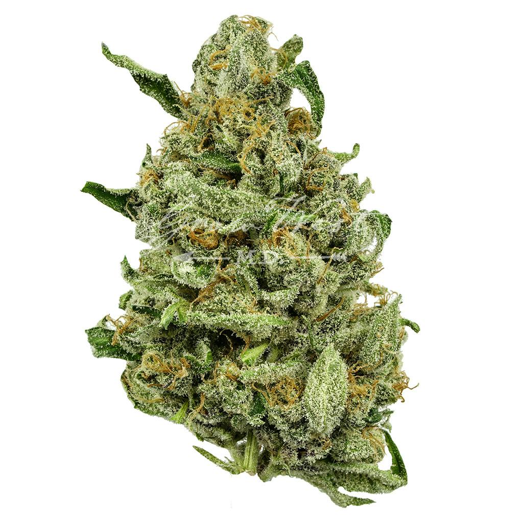 Gandhari Kush | Silver | Untrimmed | 3.5g