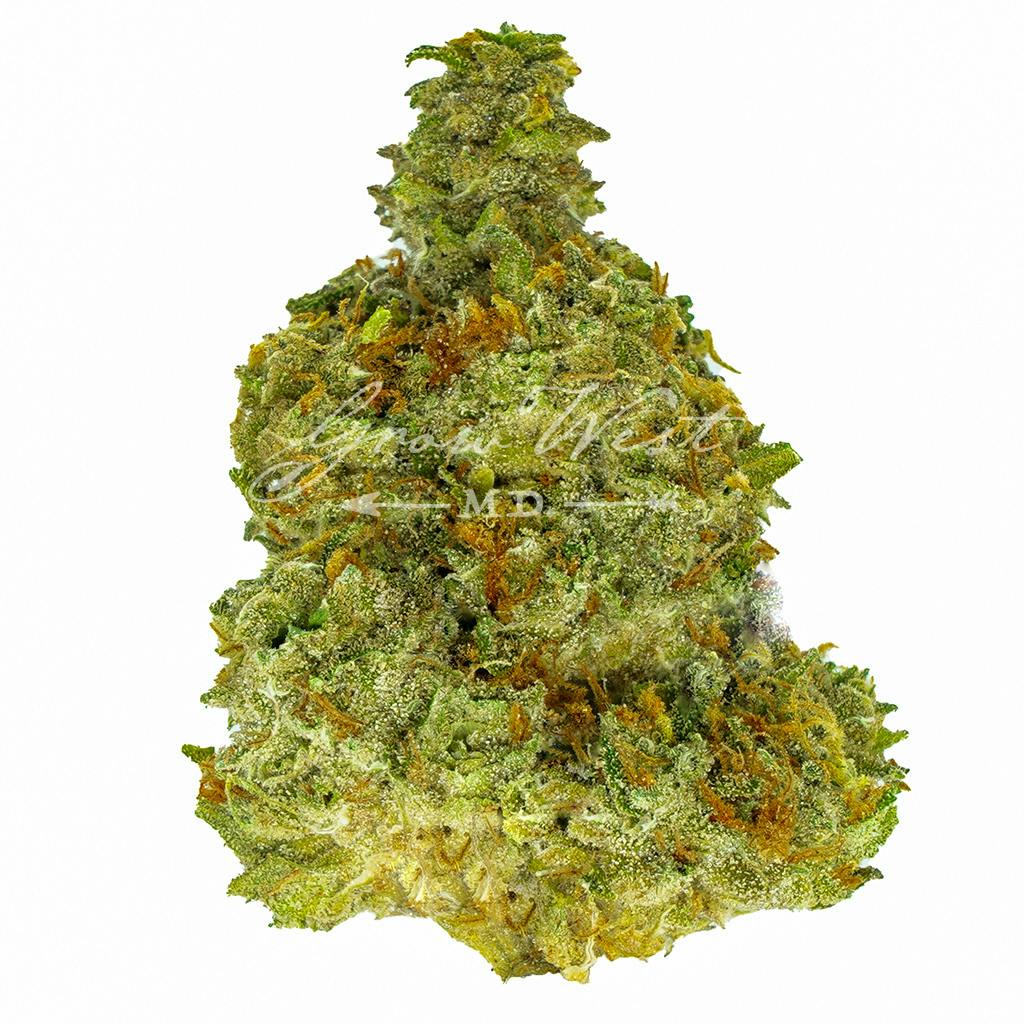 Mother of Pearl | Gold | Trimmed | 3.5g