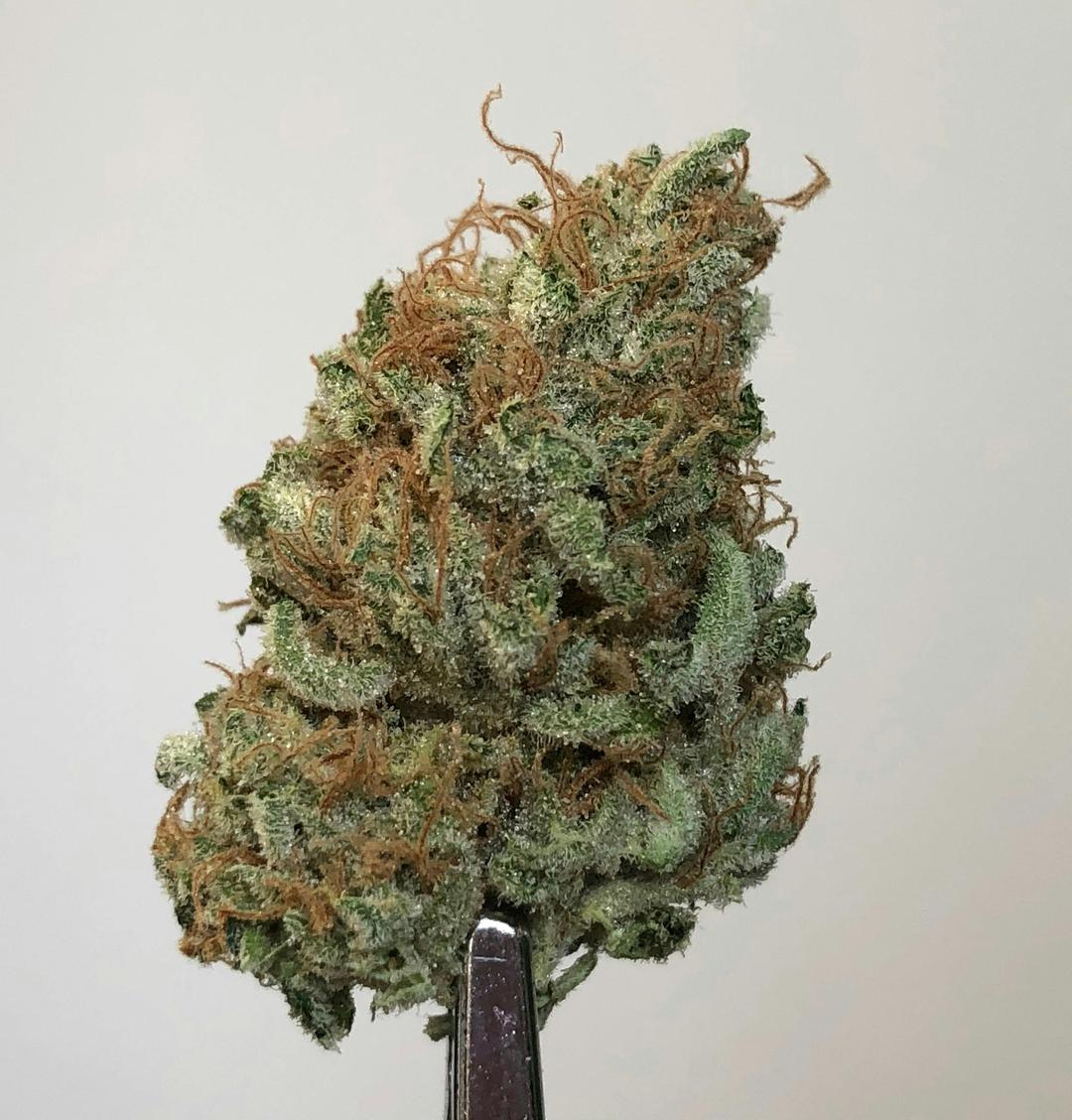 Sensi Star .5g -2 Pack