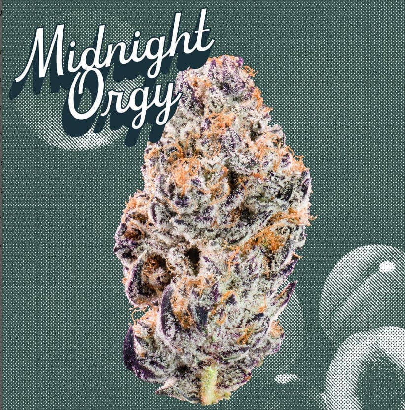 KUTZ | Midnight Orgy